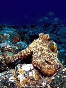Friendly octopus posing.
Photo shot on Palm Mar divesite... by Christian Nielsen 